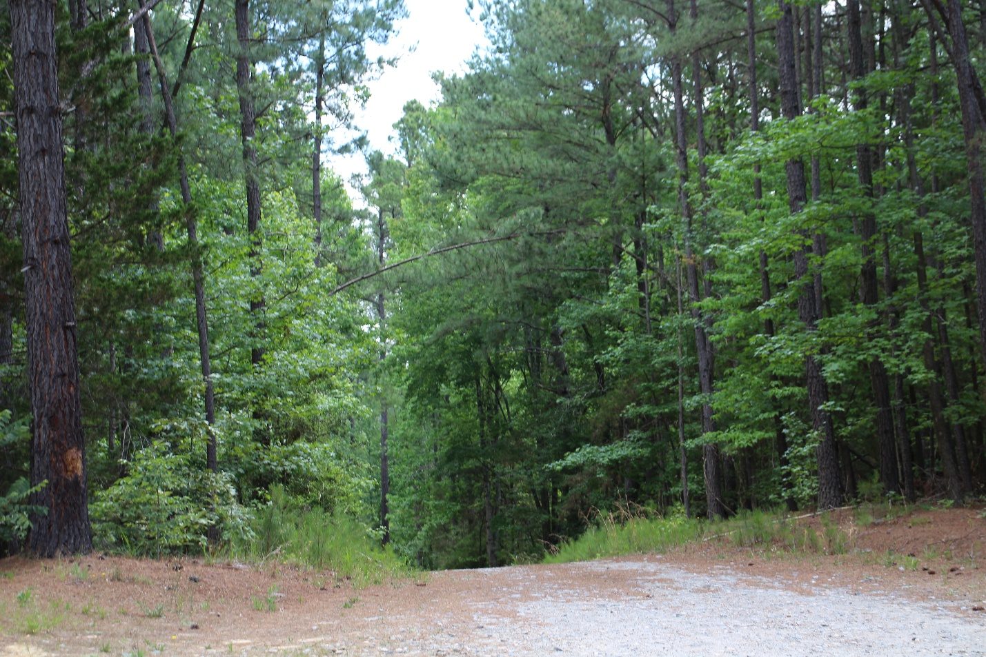 Natural homesite landscape