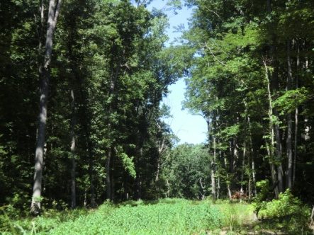 Forest approach